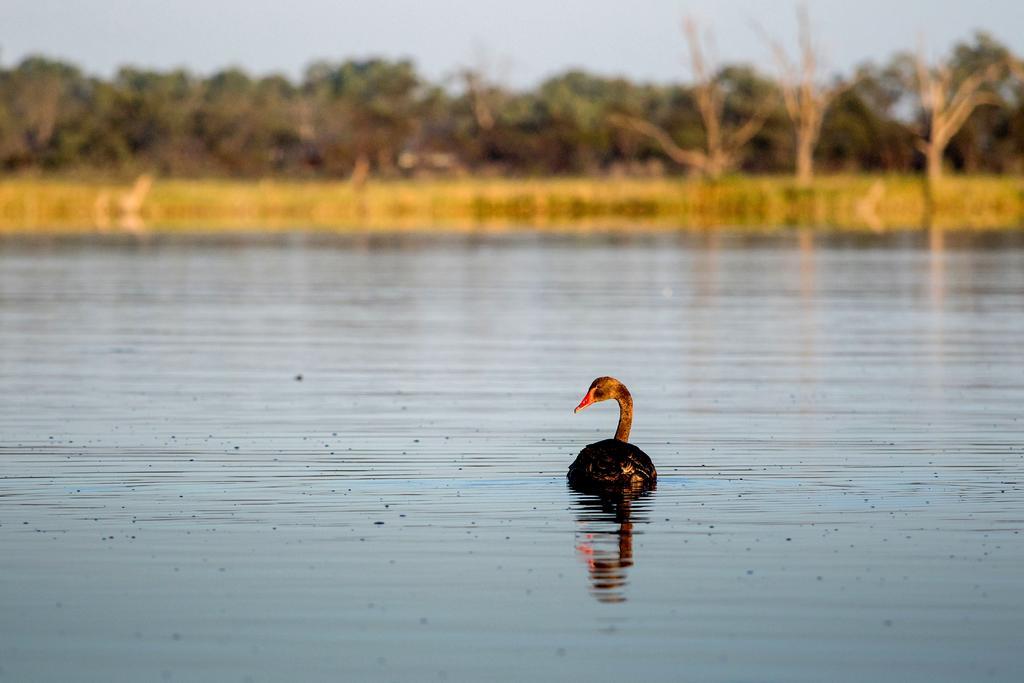 Discovery Parks - Lake Bonney Barmera Eksteriør bilde